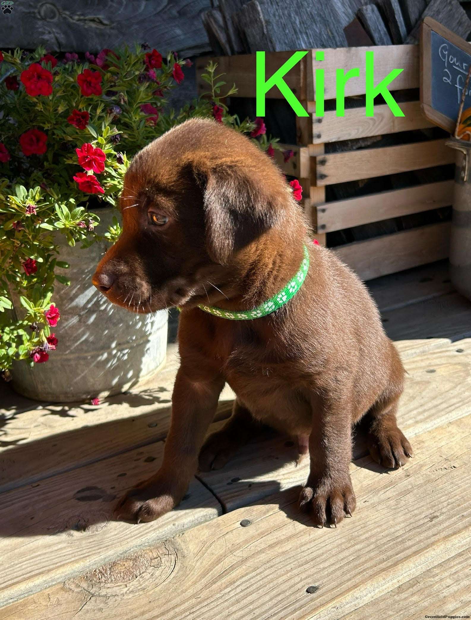Kirk Chocolate Labrador Retriever Puppy For Sale in Pennsylvania
